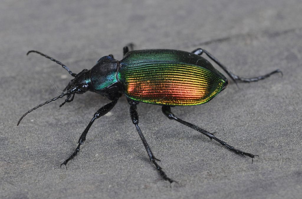 Carabidae:   Calosoma sycophanta